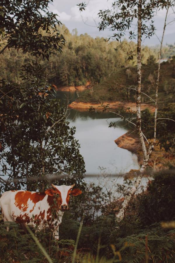 Cabanas Refugio Himalaya Guatapé Εξωτερικό φωτογραφία
